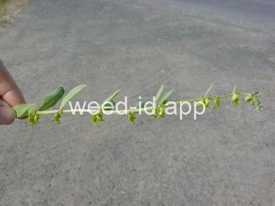 catchweed