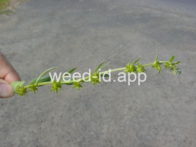 catchweed
