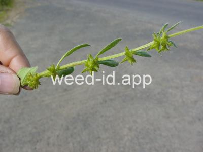 catchweed