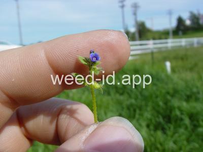 catchweed