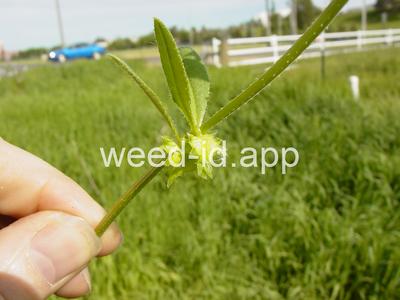catchweed