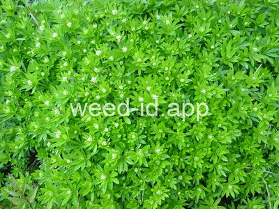 Asperula odorata