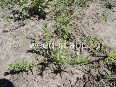 Aster frondosus
