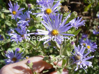 Aster occidentalis