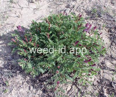 milkvetch, twogrooved