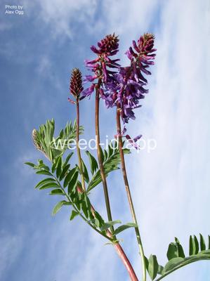milkvetch, twogrooved