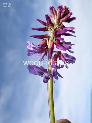 milkvetch, twogrooved