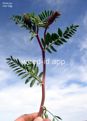 milkvetch, twogrooved