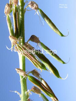 milkvetch, twogrooved
