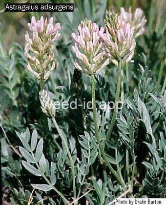 milkvetch, standing