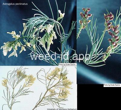 milkvetch, narrowleaf