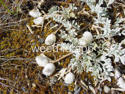 Astragalus purshii
