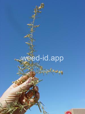 saltbush, fourwing