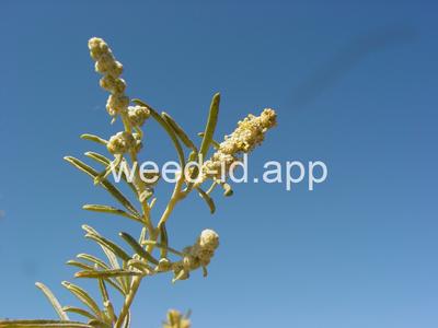 saltbush, fourwing