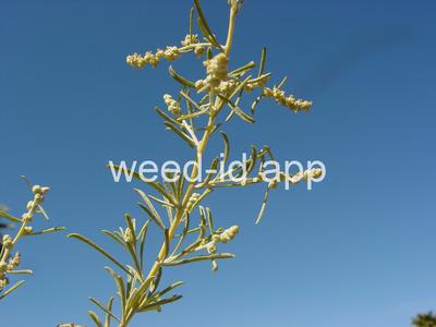 saltbush, fourwing