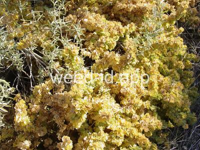 saltbush, fourwing