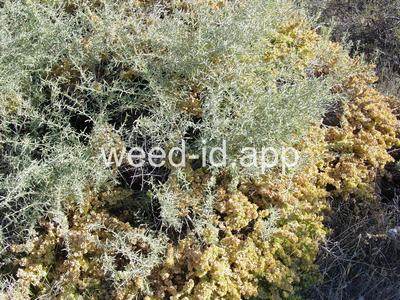 saltbush, fourwing