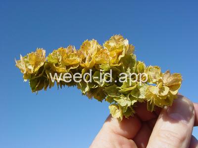 saltbush, fourwing