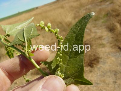 saltbush, two scale