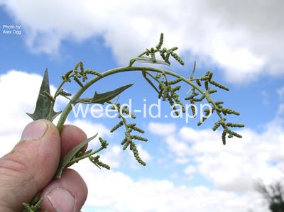 saltbush, two scale