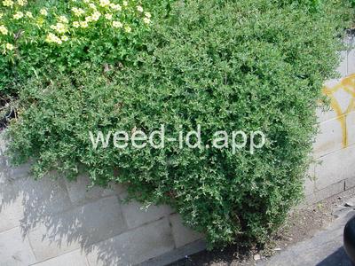 saltbush, Australian