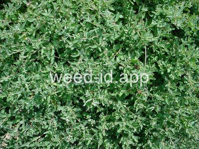 saltbush, Australian