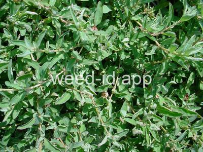 saltbush, Australian
