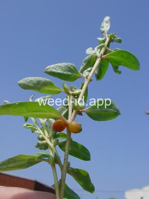 saltbush, Australian