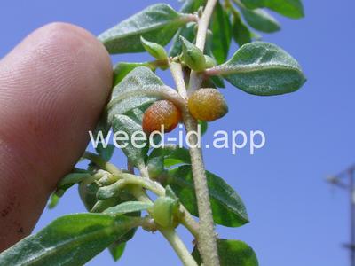 saltbush, Australian
