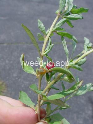 saltbush, Australian