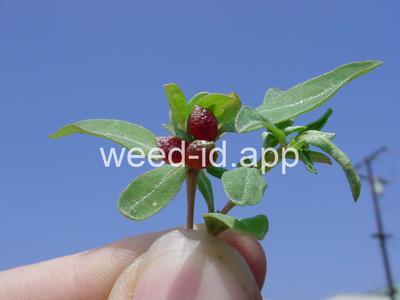 saltbush, Australian