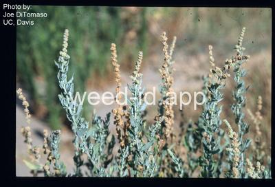 saltbush, bracted