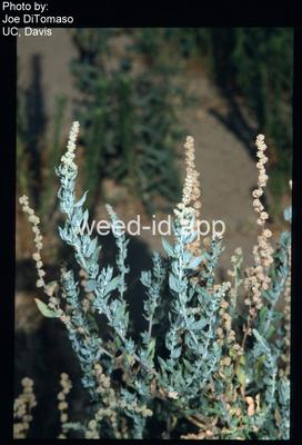 saltbush, bracted