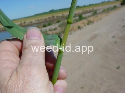 Avena sativa
