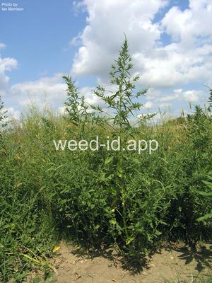 pigweed, Russian