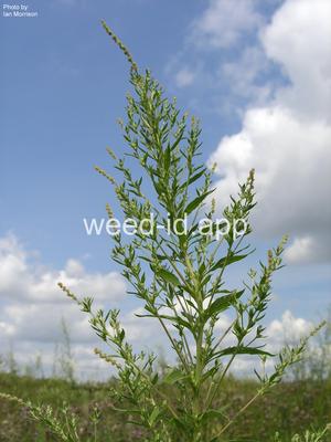 pigweed, Russian