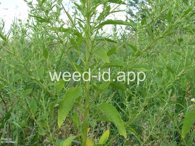 pigweed, Russian