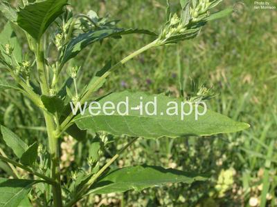 pigweed, Russian