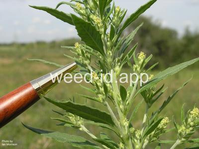 pigweed, Russian