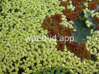 Azolla caroliniana