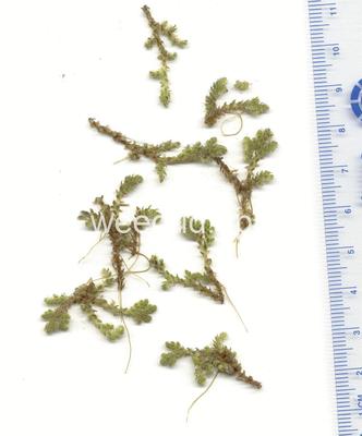 Azolla filiculoides