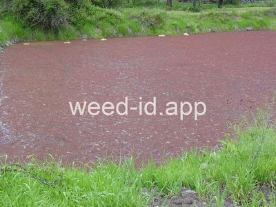 Azolla mexicana