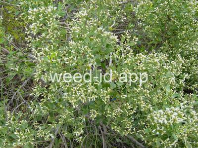 Baccharis halimifolia