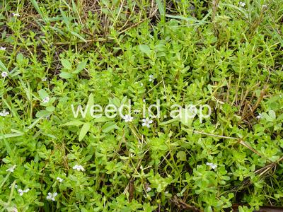 Bacopa monnieri