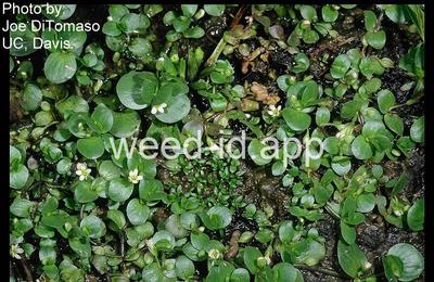 waterhyssop, disc