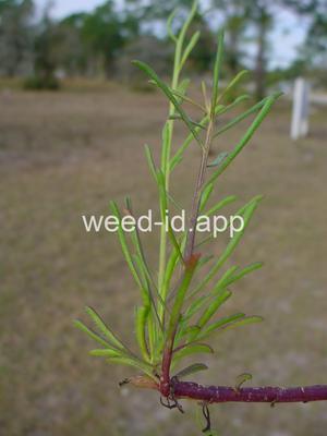 Balduina angustifolia