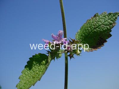 Ballota nigra