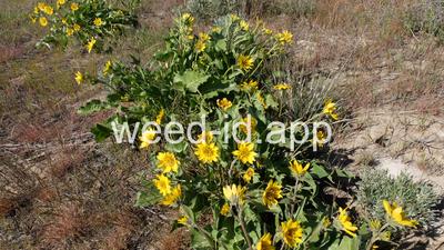 Balsamorhiza careyana