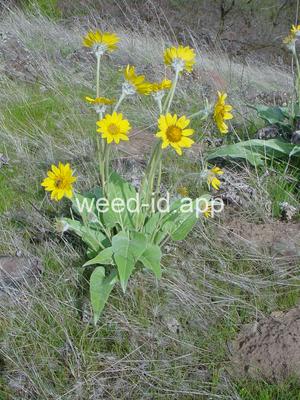 balsamroot, arrowleaf