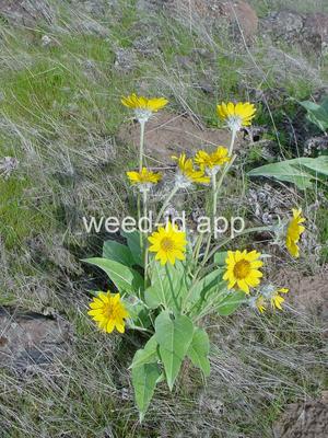balsamroot, arrowleaf